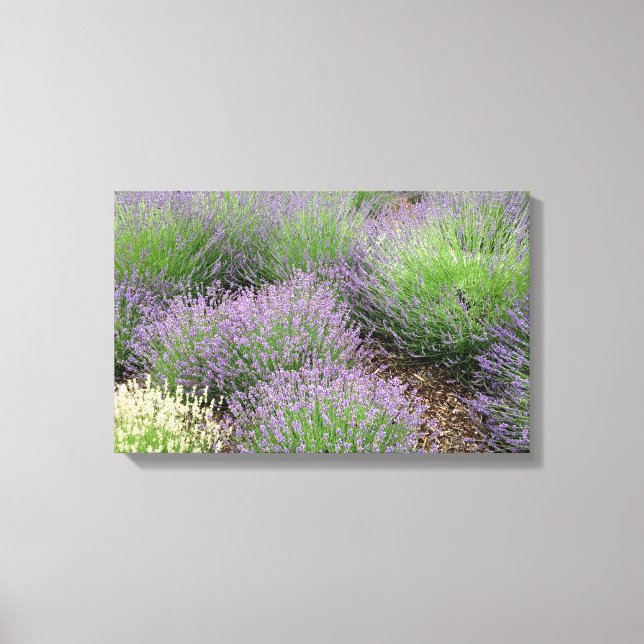 Lovely Lavender Leinwanddruck (Vorderseite)
