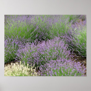 Lovely Lavender Poster