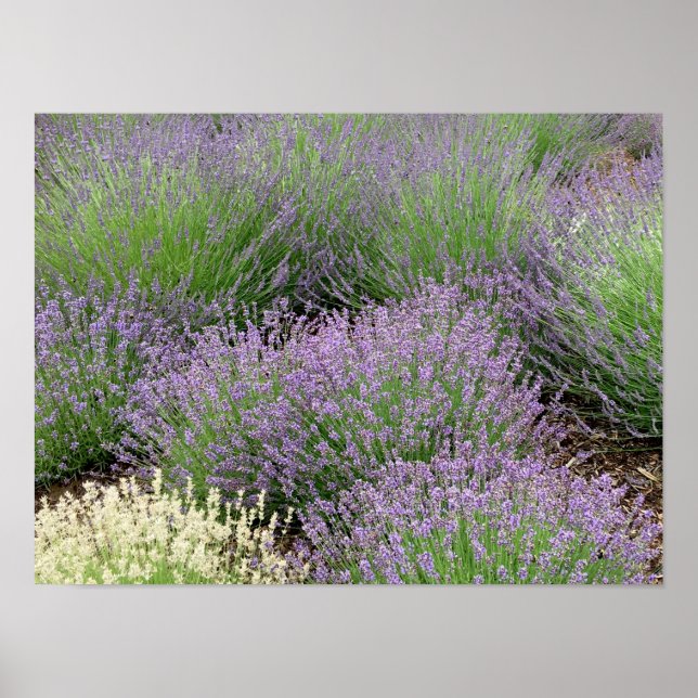 Lovely Lavender Poster (Vorne)