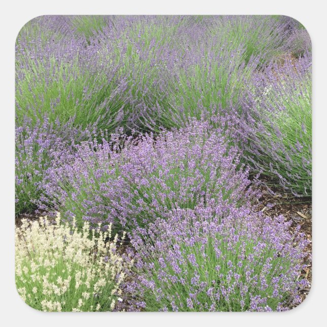 Lovely Lavender Quadratischer Aufkleber (Vorderseite)