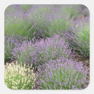 Lovely Lavender Quadratischer Aufkleber