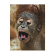 Lovely Orang baby