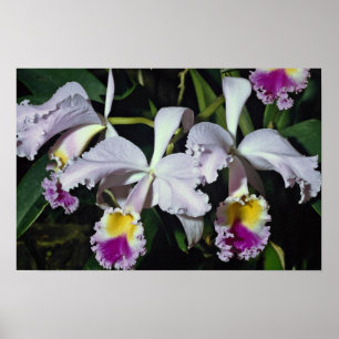 Lovely Orchid, cattleya-hybrid, cattleya (trianae  Poster