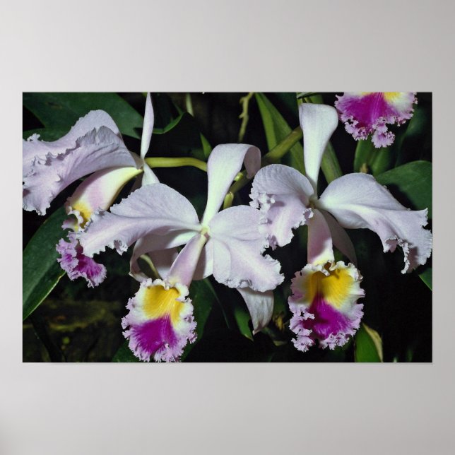 Lovely Orchid, cattleya-hybrid, cattleya (trianae  Poster (Vorne)