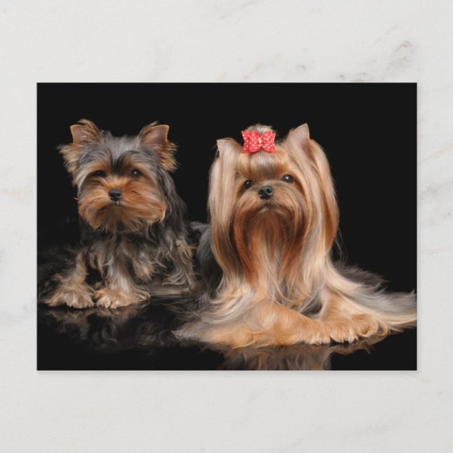 Lovely Two Postkarte (Vorderseite)