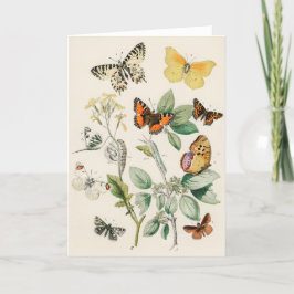 Lovely vintage illustration of butterflies karte