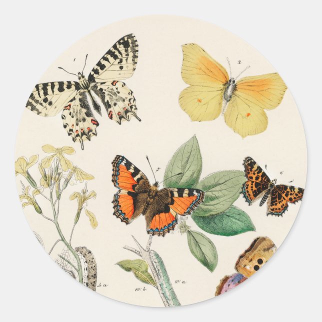Lovely vintage illustration of butterflies runder aufkleber (Vorderseite)
