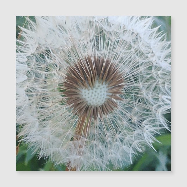 Lovely White Dandelio Magnetkarte (Vorderseite)