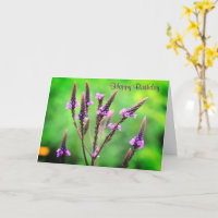 Lovely Wild Vervain Blume Geburtstag