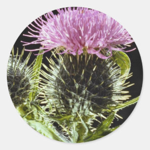 LovelySpear-Siegel, Cirsium-Vulgare Runder Aufkleber