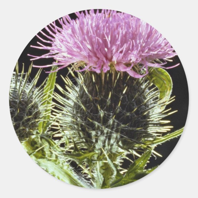 LovelySpear-Siegel, Cirsium-Vulgare Runder Aufkleber (Vorderseite)