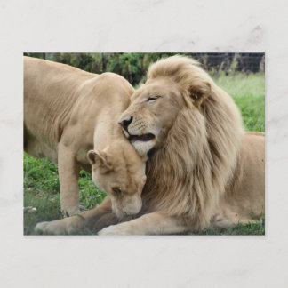 Lover Lions Postkarte