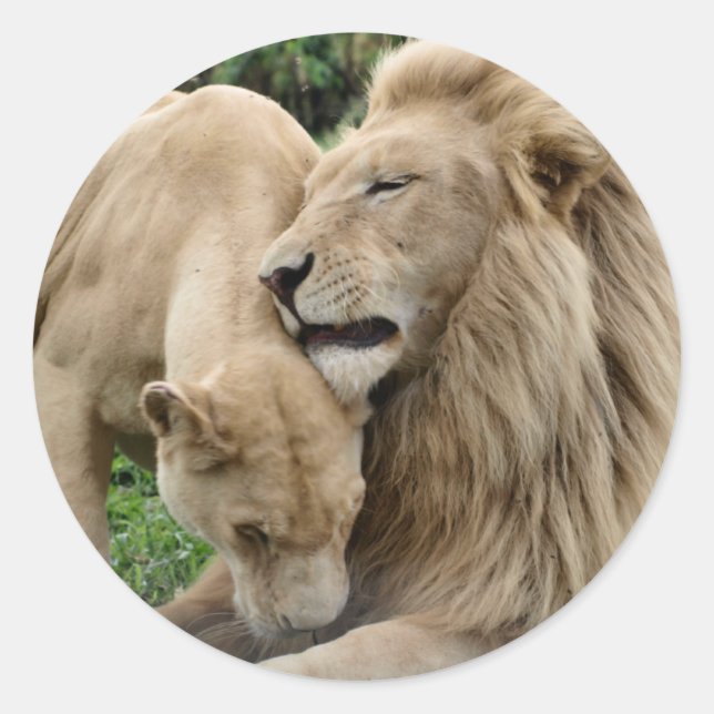 Lover Lions Sticker (Vorderseite)