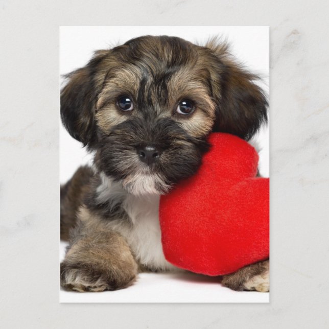 Lover Valentine Havanese Puppy Dog Feiertagspostkarte (Vorderseite)