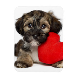 Lover Valentine Havanese Puppy Dog Magnet