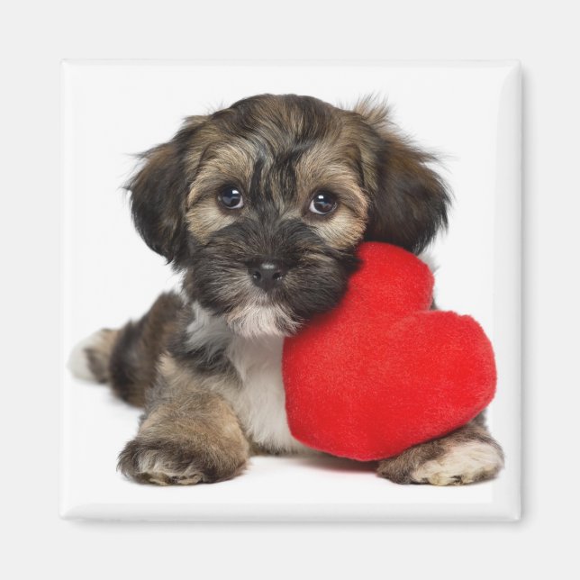 Lover Valentine Havanese Puppy Dog Magnet (Vorne)