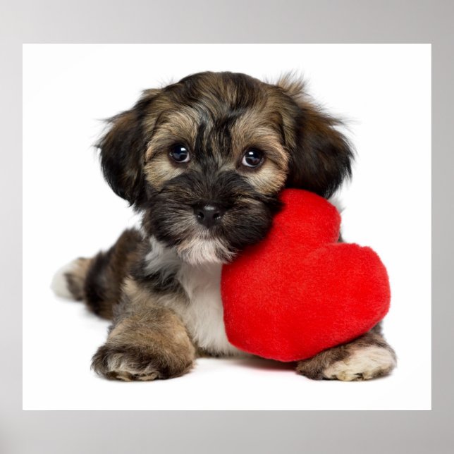 Lover Valentine Havanese Puppy Dog Poster (Vorne)