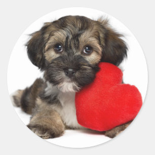 Lover Valentine Havanese Puppy Dog Runder Aufkleber