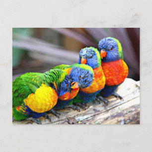 Lovey-Dovey Parrots Postkarte