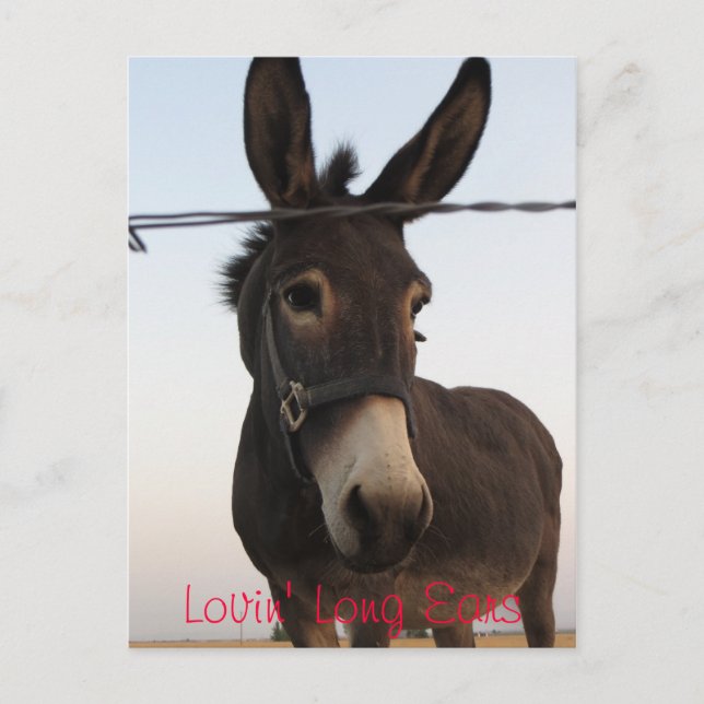 Lovin' Long Ears Postkarte (Vorderseite)