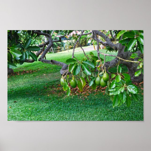 Low Hanging Avocados auf Far, Insel Hawaii Poster (Vorne)