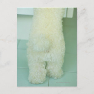Low-Sektion-Ansicht eines Miniaturpoodles Postkarte