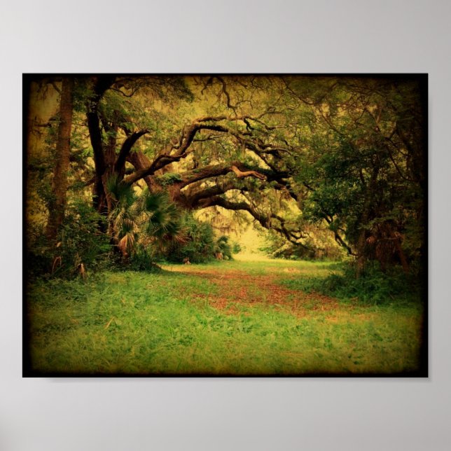 Lowcountry Live Oak Poster (Vorne)