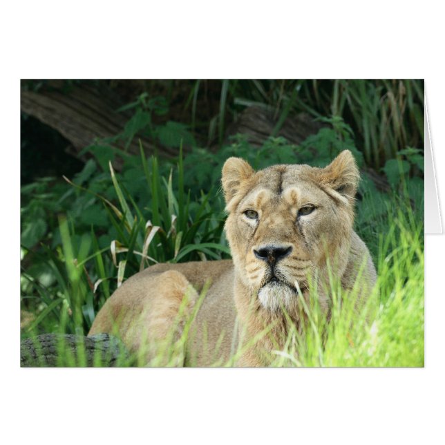 Löwe (Vorderseite (Horizontal))