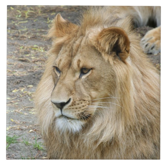 Löwe 011 fliese (Vorderseite)