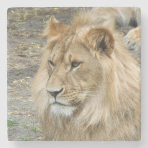 Löwe 011 steinuntersetzer