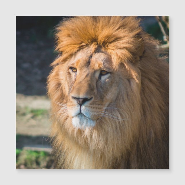 Löwe 013 magnetkarte (Vorderseite)