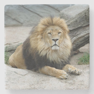 Löwe 020 steinuntersetzer
