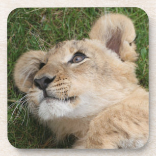 Löwe 022 getränkeuntersetzer