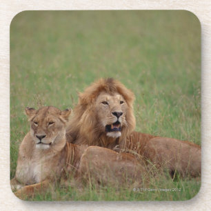 Löwe 2 getränkeuntersetzer