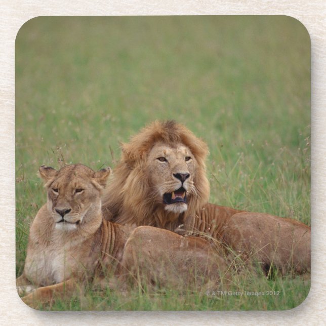 Löwe 2 getränkeuntersetzer (Vorderseite)