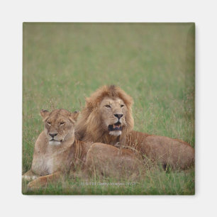 Löwe 2 magnet