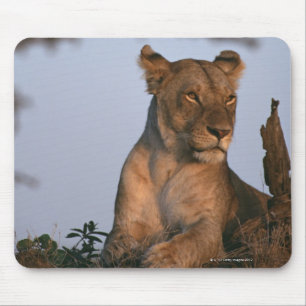 Löwe 4 mousepad