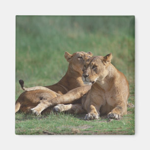 Löwe 5 magnet