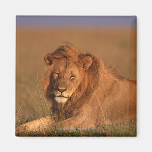 Löwe 8 magnet