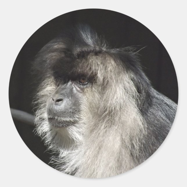 Löwe-Angebundenes Macaque-Porträt Runder Aufkleber (Vorderseite)