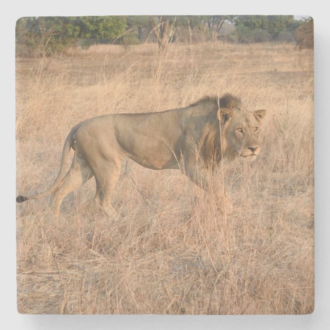 Löwe auf der Jagd, Sambia. Steinuntersetzer (Vorderseite)