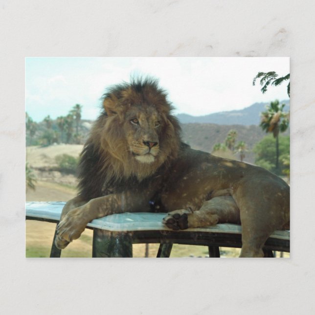 Löwe auf der Postkarte (Vorderseite)