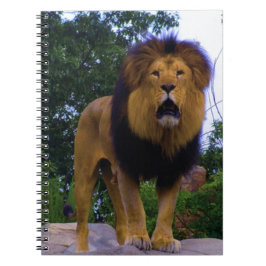 Löwe auf einem Felsen Notizblock