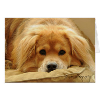 Löwe auf Hundebett