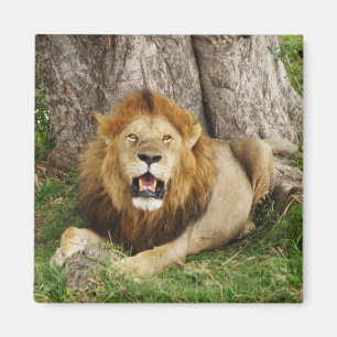 Löwe bei Maasai Mara 1 Magnet