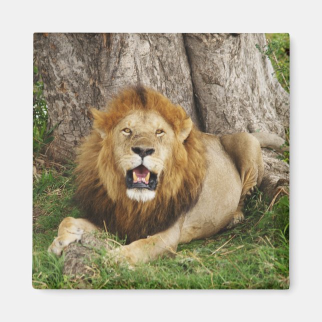 Löwe bei Maasai Mara 1 Magnet (Vorne)