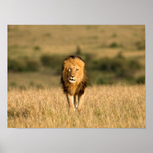 Löwe beim Gehen Poster