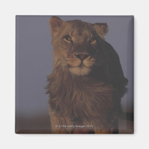 Löwe-Betrieb Magnet