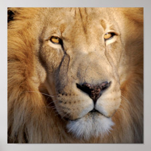 Löwe-Bild-Druck Poster