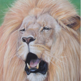 Löwe brüllt große Katze Wildlebewesen realistische Flachmann